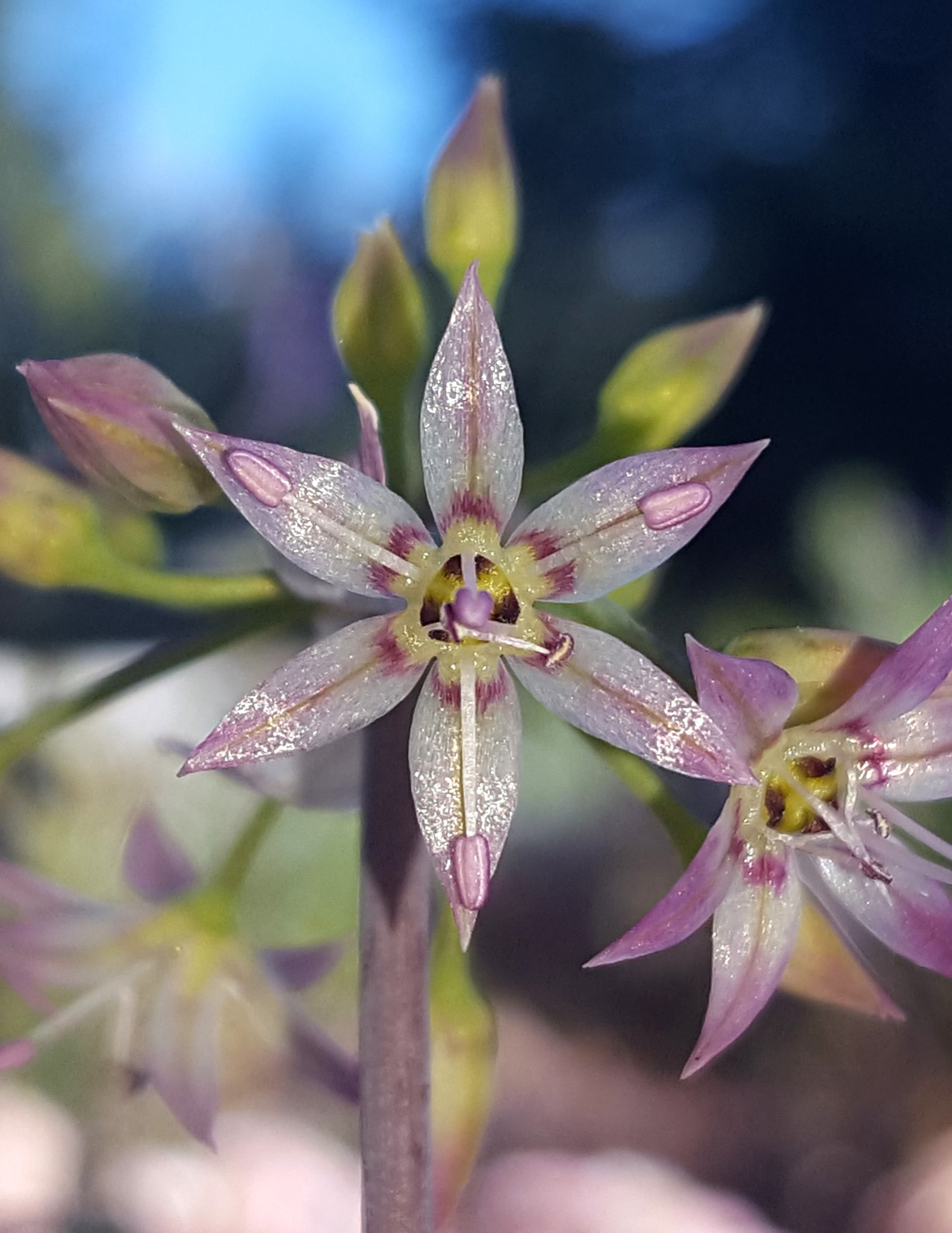 international backfill (iNaturalist): Allium