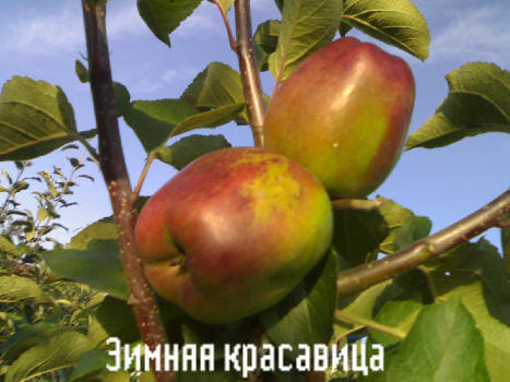Яблоня Зимняя красавица