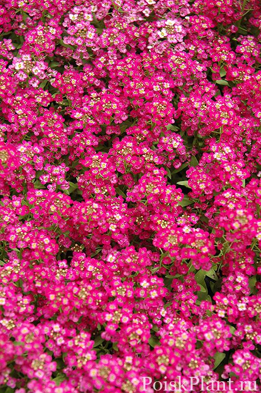 Алиссум морской Wonderland Deep Pink