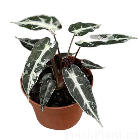 Алоказия гибридная Bambino Variegata