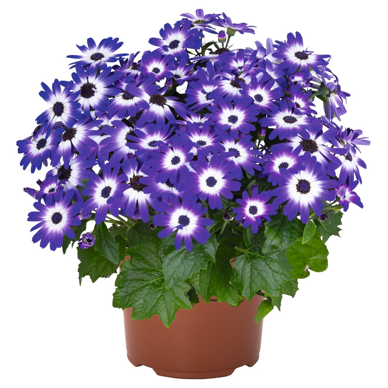 Перикаллис Mandala Blue Bicolor