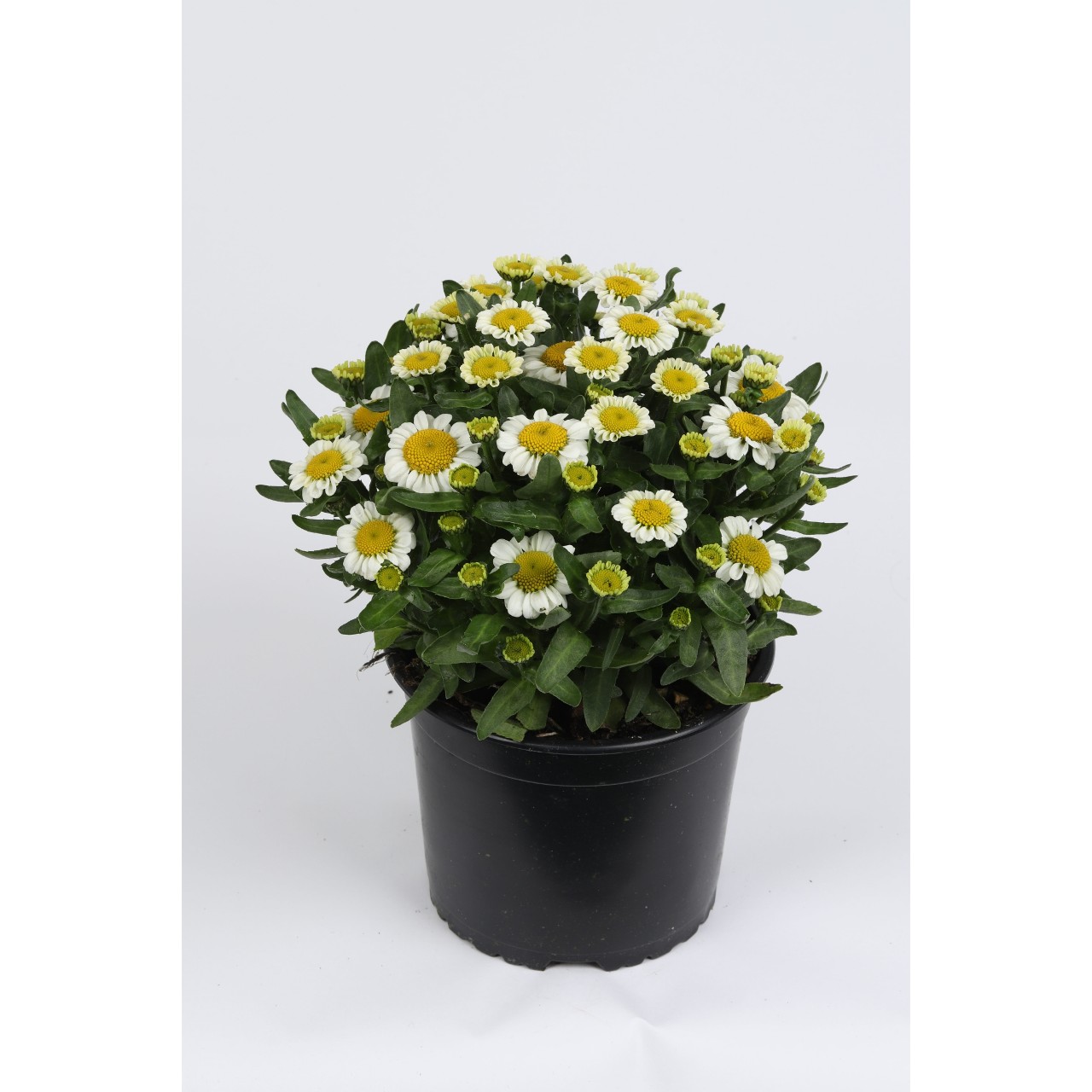 Нивяник Sweet Daisy Shelly