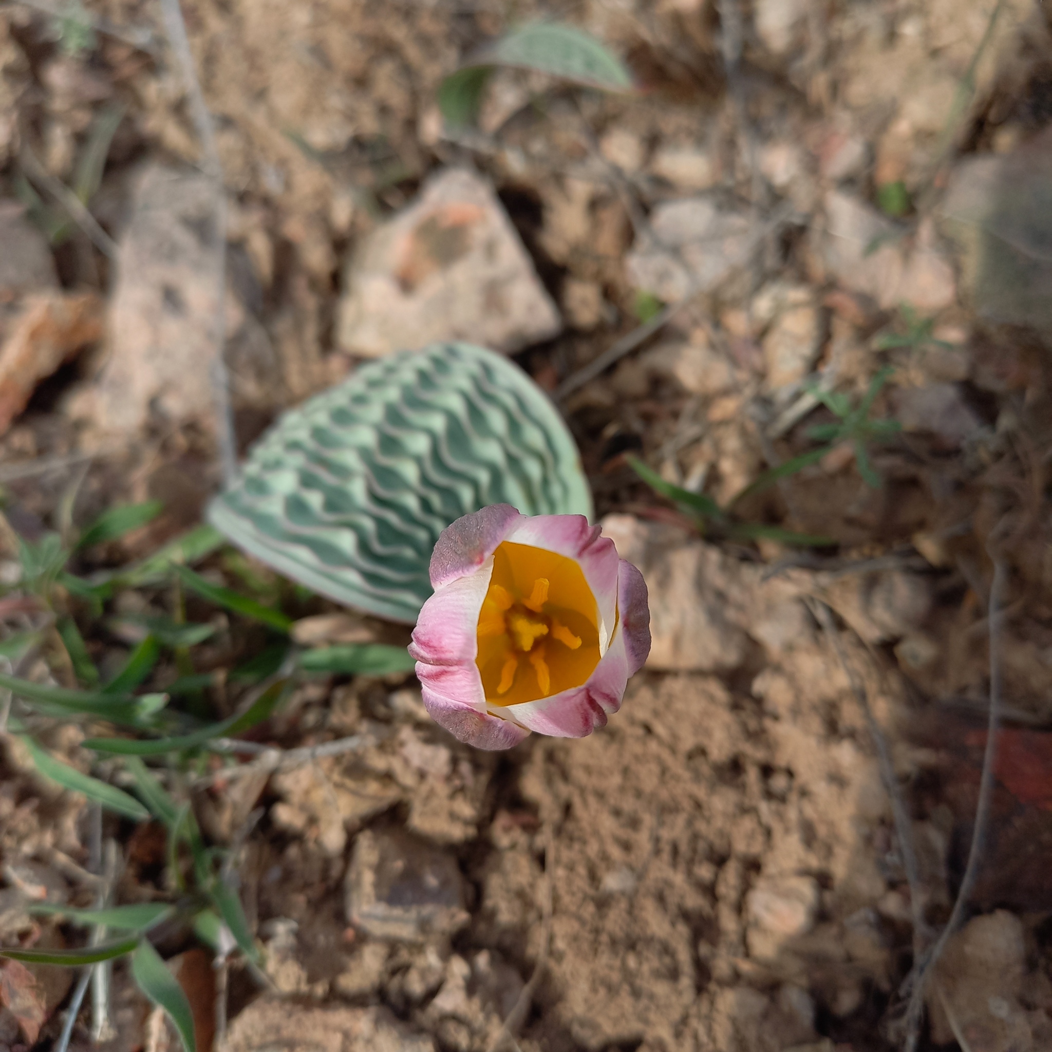 international backfill (iNaturalist): Tulipa