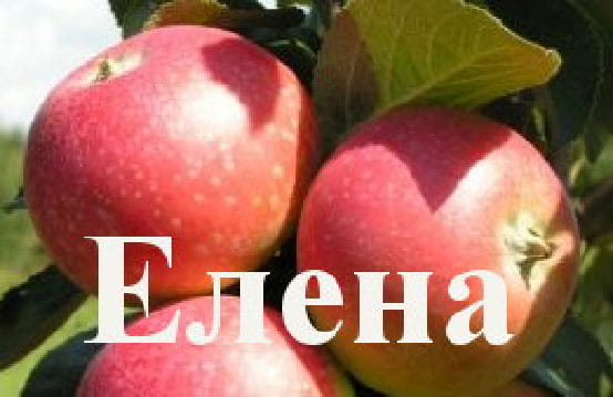 Яблоня Елена