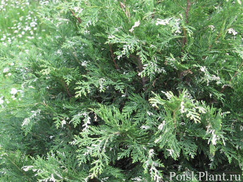 Кипарисовик Лавсона Argenteovariegata