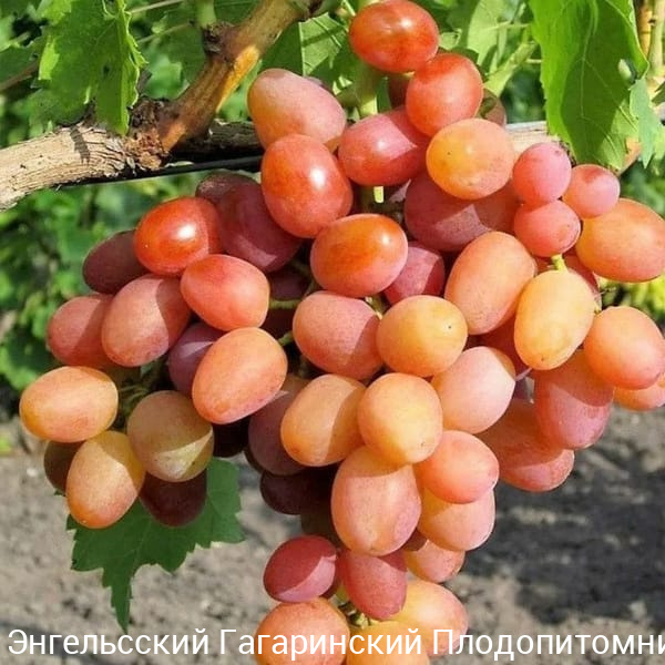 Виноград Ливия