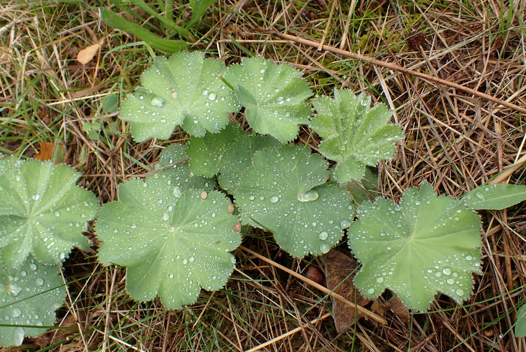 international backfill (iNaturalist): Alchemilla mollis