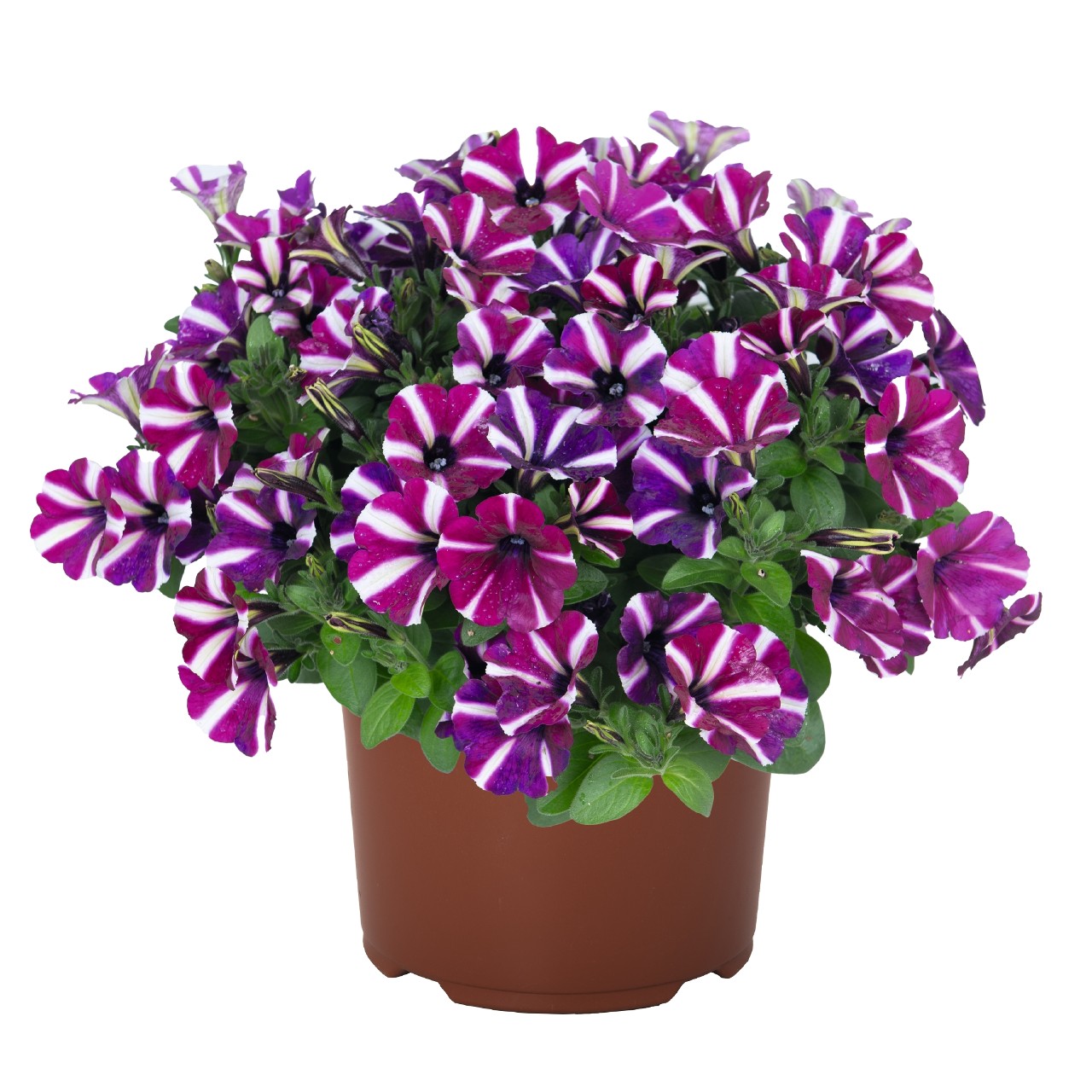 Петуния Peppy Purple