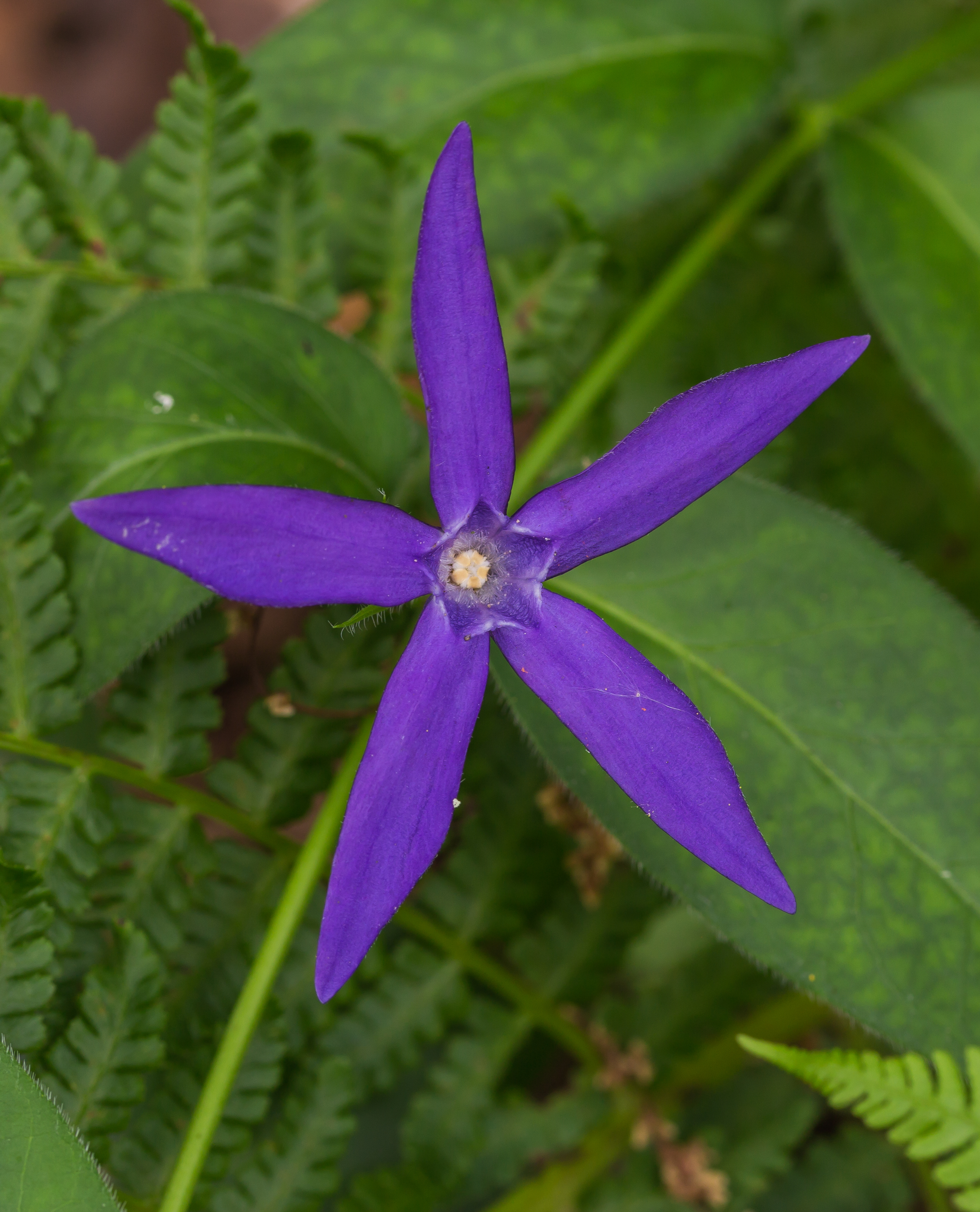 Барвинок большой Maculata