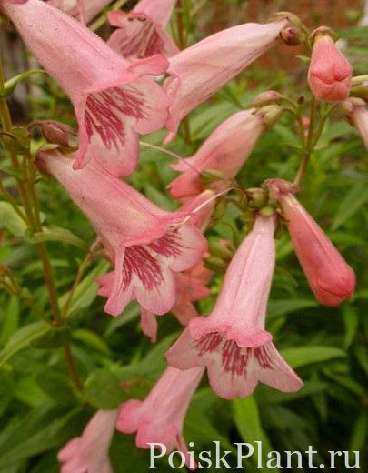 Пенстемон гибридный Hidcote Pink