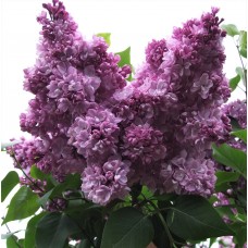 Сирень обыкновенная Созвездие (Syringa vulgaris )