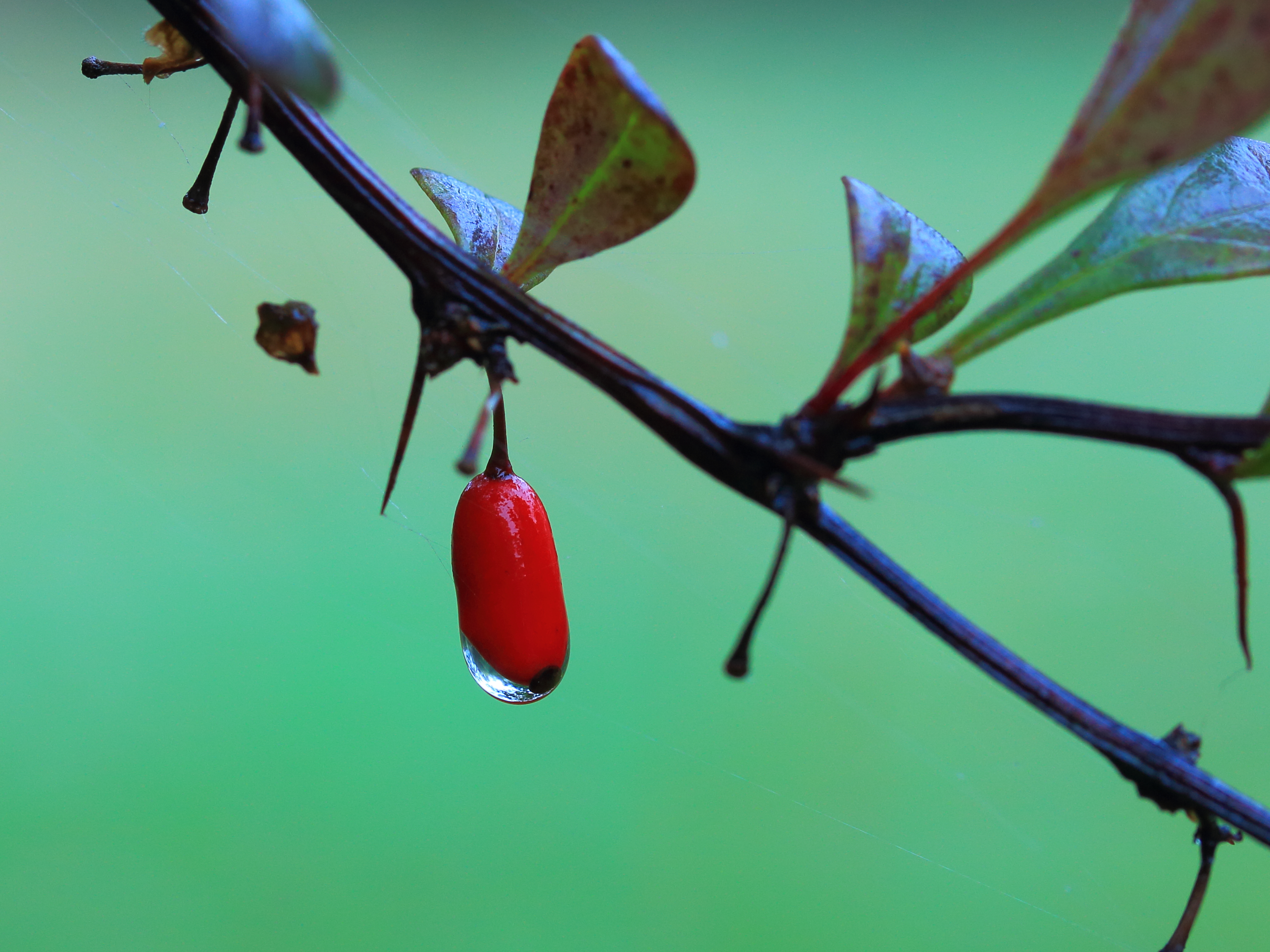 Барбарис тунберга (Berberis thunbergii Lime Star)