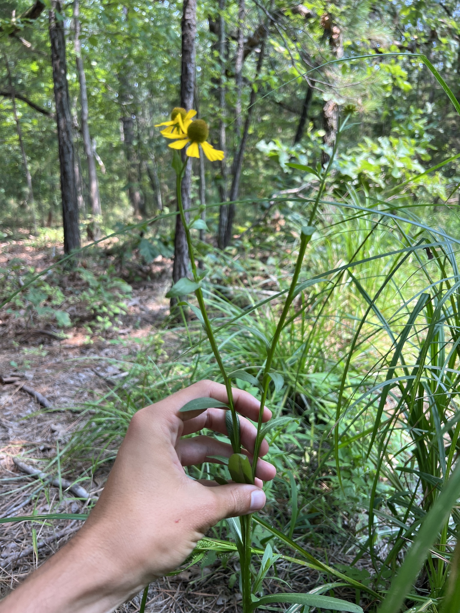 international backfill (iNaturalist): Helenium
