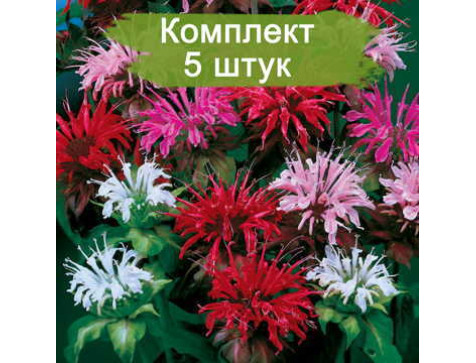 Монарда двойчатая Панорама Микс