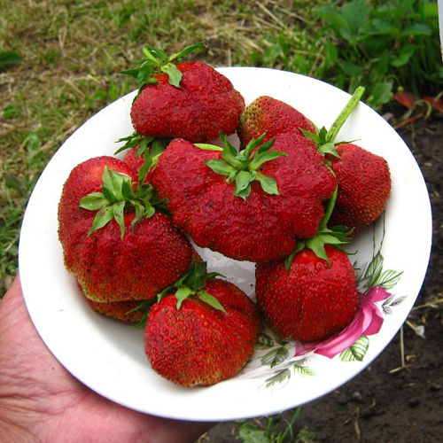 Клубника Машенька