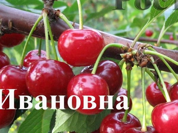 Дюк Ивановна