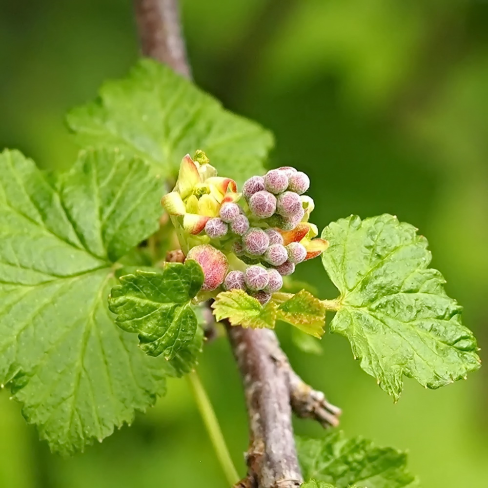 smorodina-ribes-chernaya