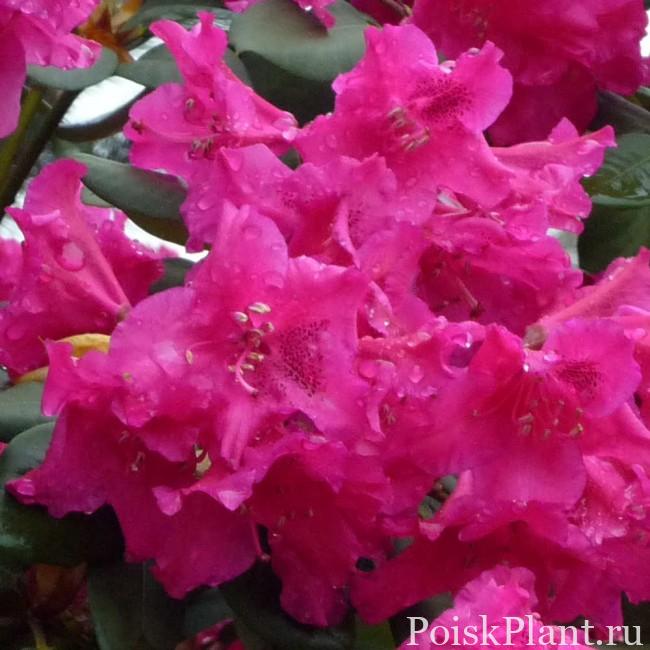 Рододендрон вильямса Gartendirector Glocker