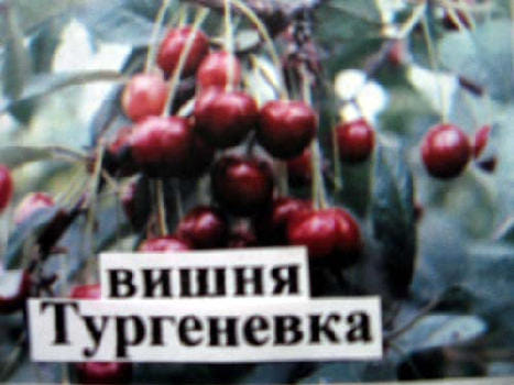 Вишня Тургеневка