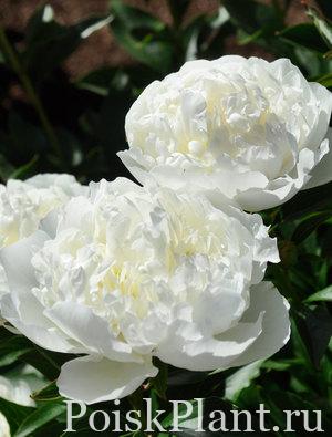 Пион травянистый Duchesse de Nemours