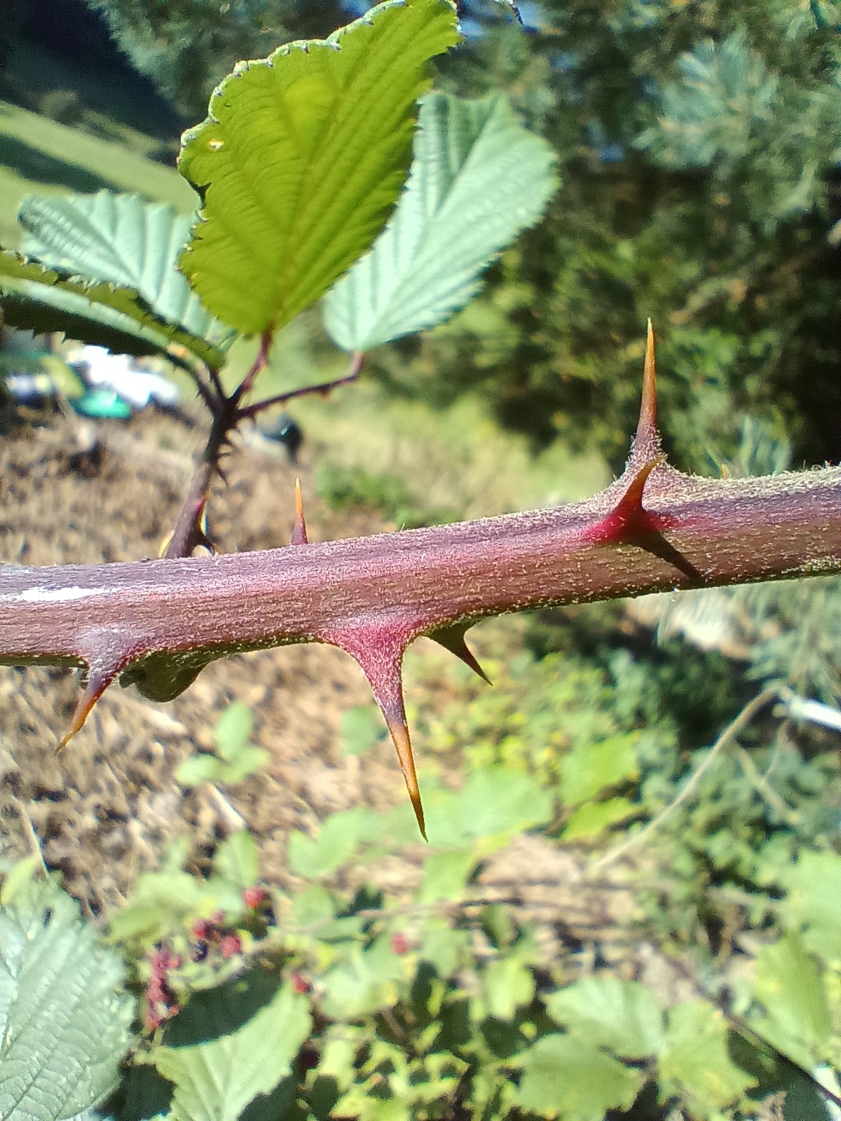 international backfill (iNaturalist): Rubus fruticosus