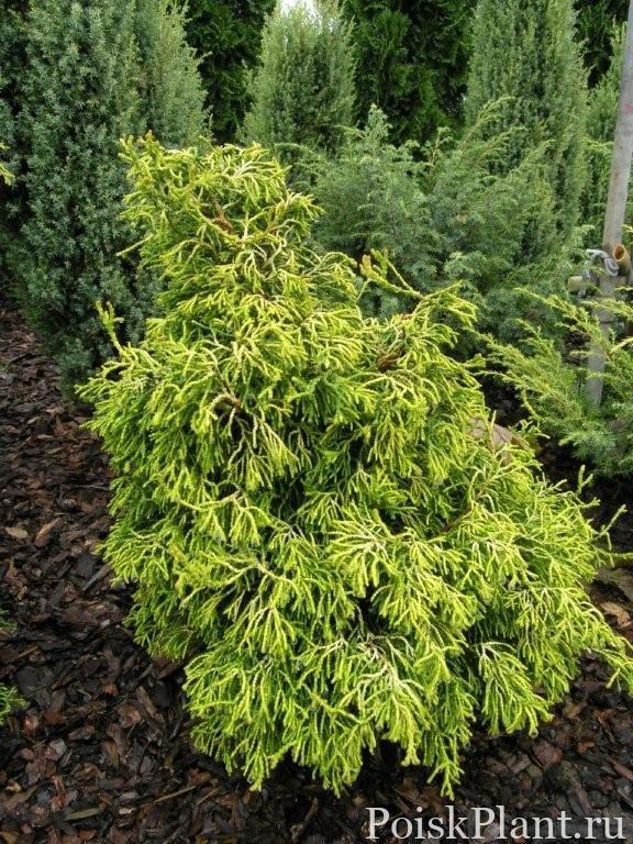 Кипарисовик тупой Tsatsumi Gold