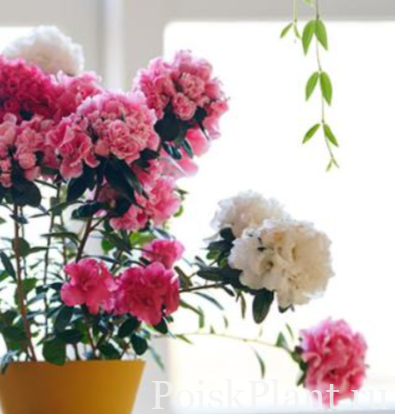 Азалия индийская Hortinno Home Bouquet