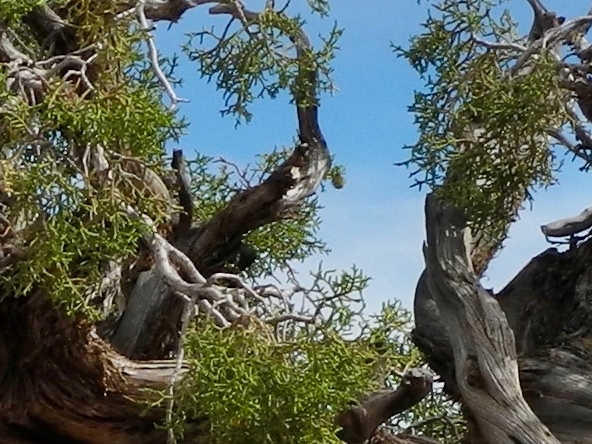 international backfill (iNaturalist): Juniperus