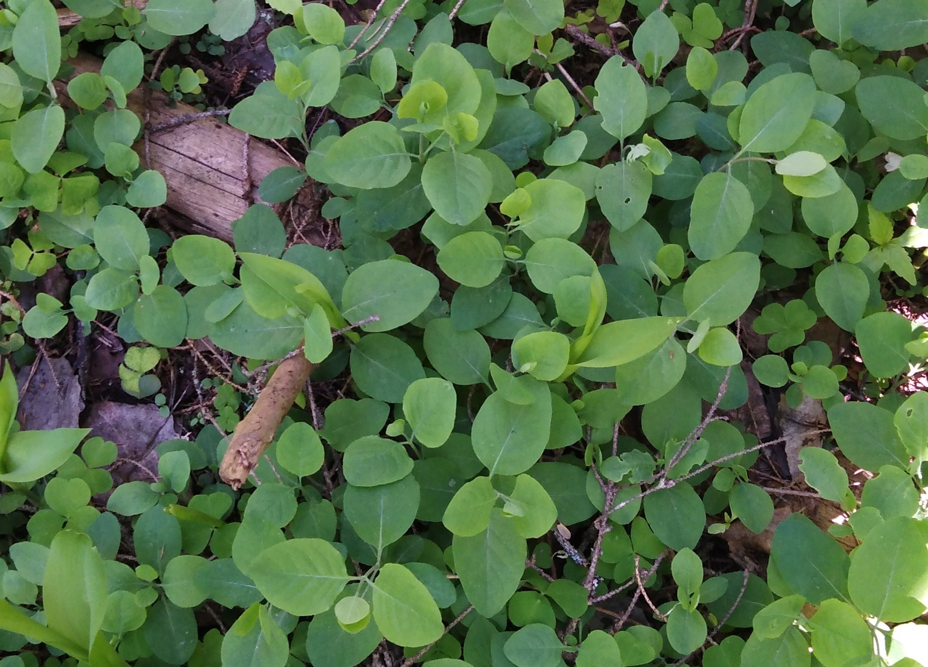 international backfill (iNaturalist): Lonicera caprifolium