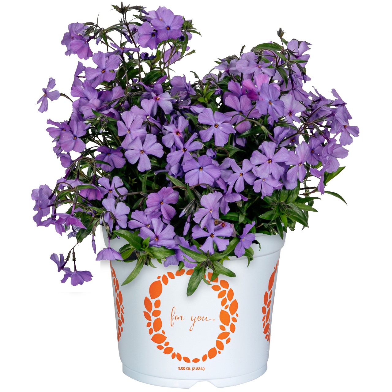 Флокс hybrida Woodlander Purple