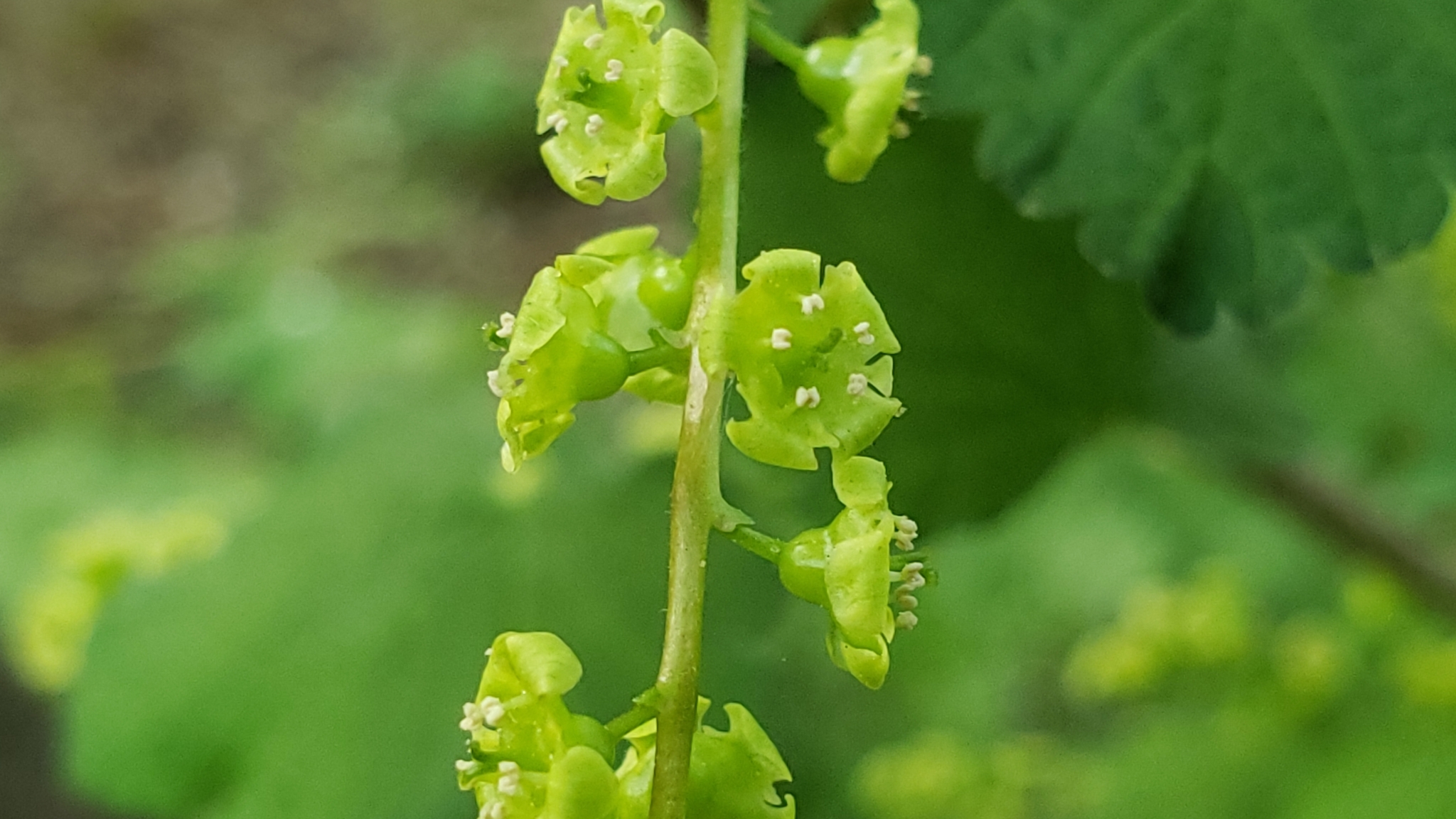 international backfill (iNaturalist): Ribes rubrum