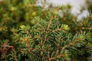 Ель обыкновенная Little Gem