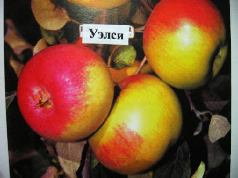 Яблоня Уэлси
