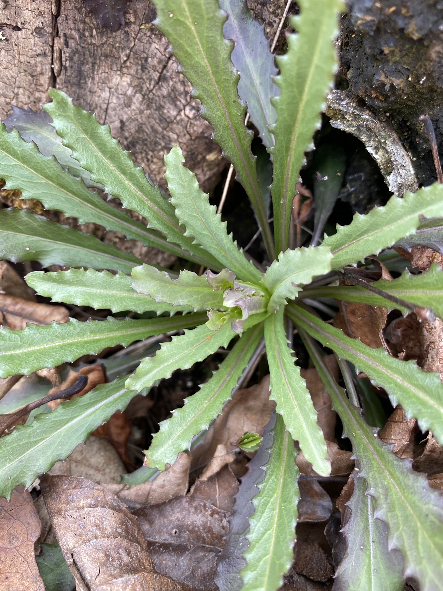 international backfill (iNaturalist): Arabis