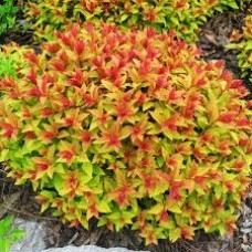 Спирея японская (Spiraea japonica Firelight)