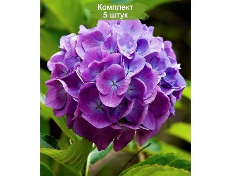 Комплект 5шт / Гортензия Мэджикал Фламенко Блю (Magical Flamenco blue)