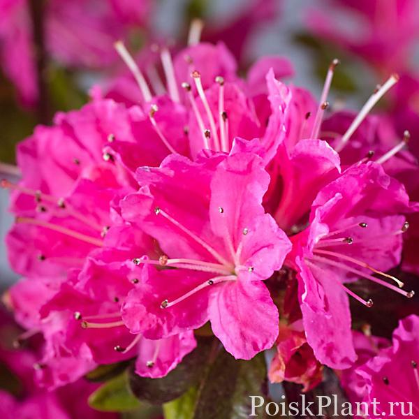 Азалия японская Diamant Rosa