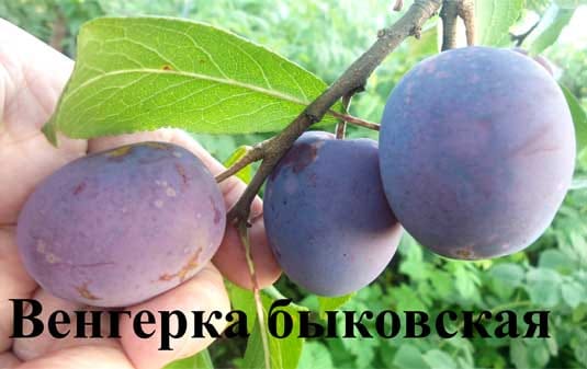 Слива "Венгерка быковская" Садоград 2хлетние саженцы