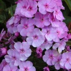 Флокс метельчатый (Phlox paniculata Lilac Time)