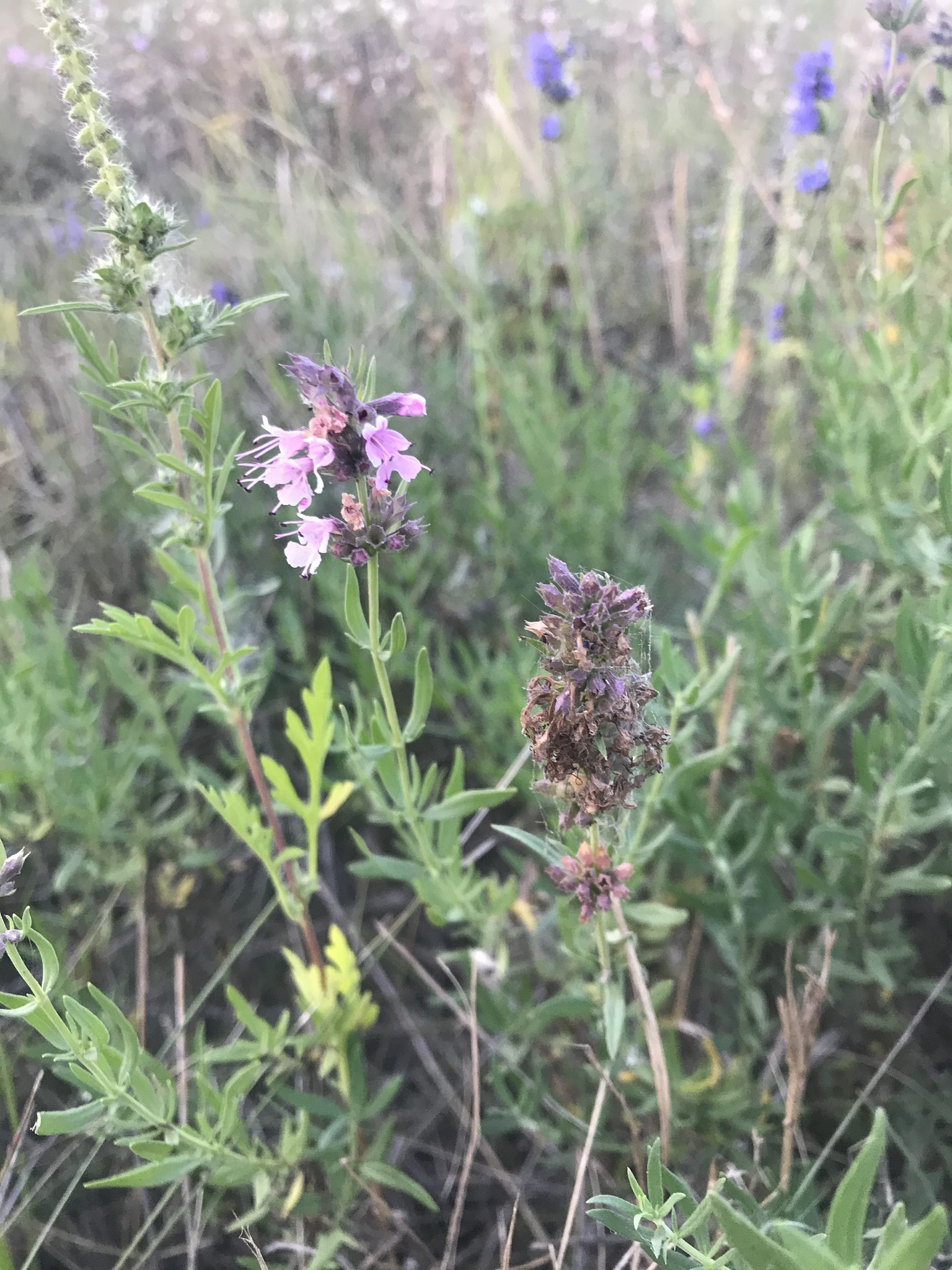 international backfill (iNaturalist): Hyssopus officinalis