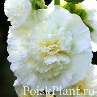 Мальва розовая Pleniflora White