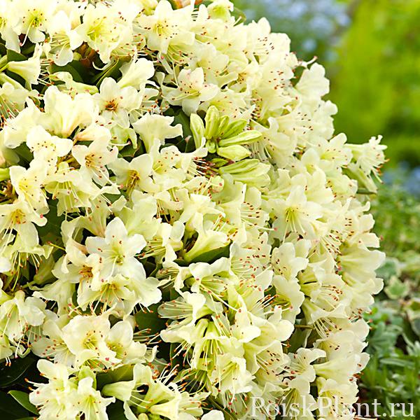 Рододендрон Кейсуке Shamrock
