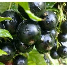 Смородина черная Пигмей (Ribes nigrum)