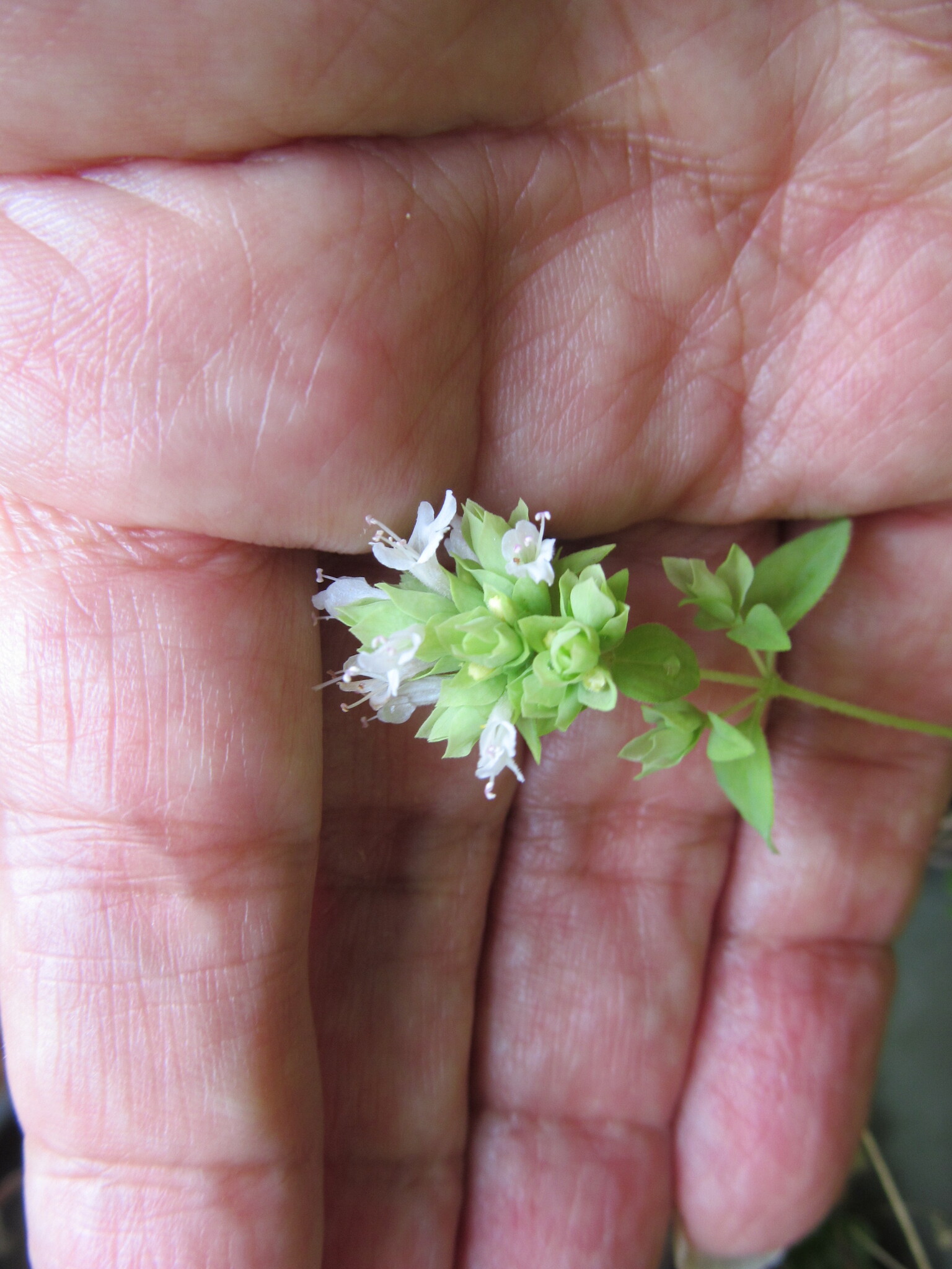 international backfill (iNaturalist): Origanum vulgare