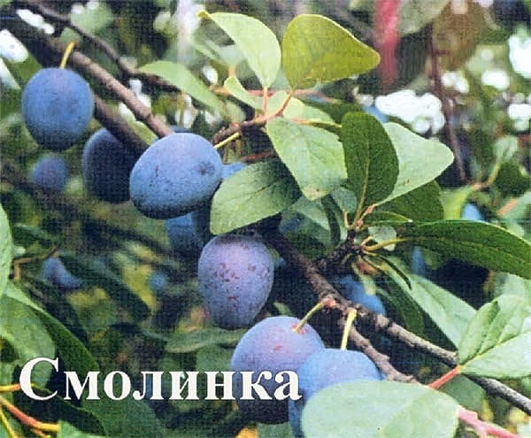 Слива Смолинка