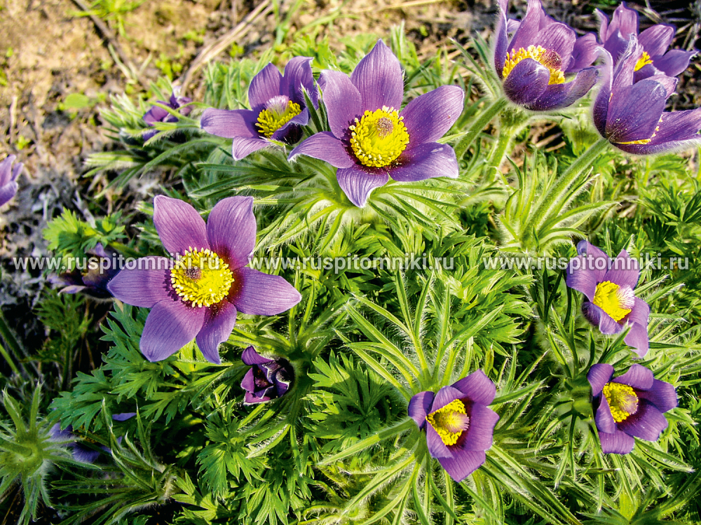 Прострел обыкновенный Violet Bells