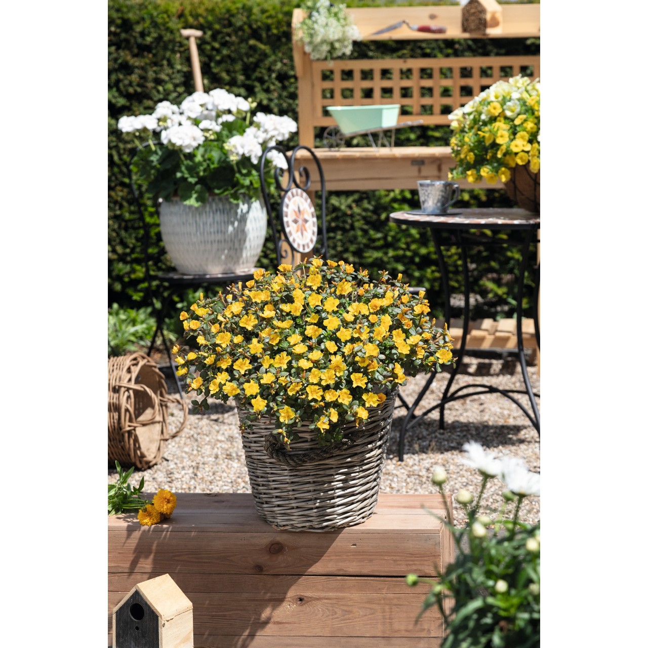 Портулак Cupcake Upright Yellow