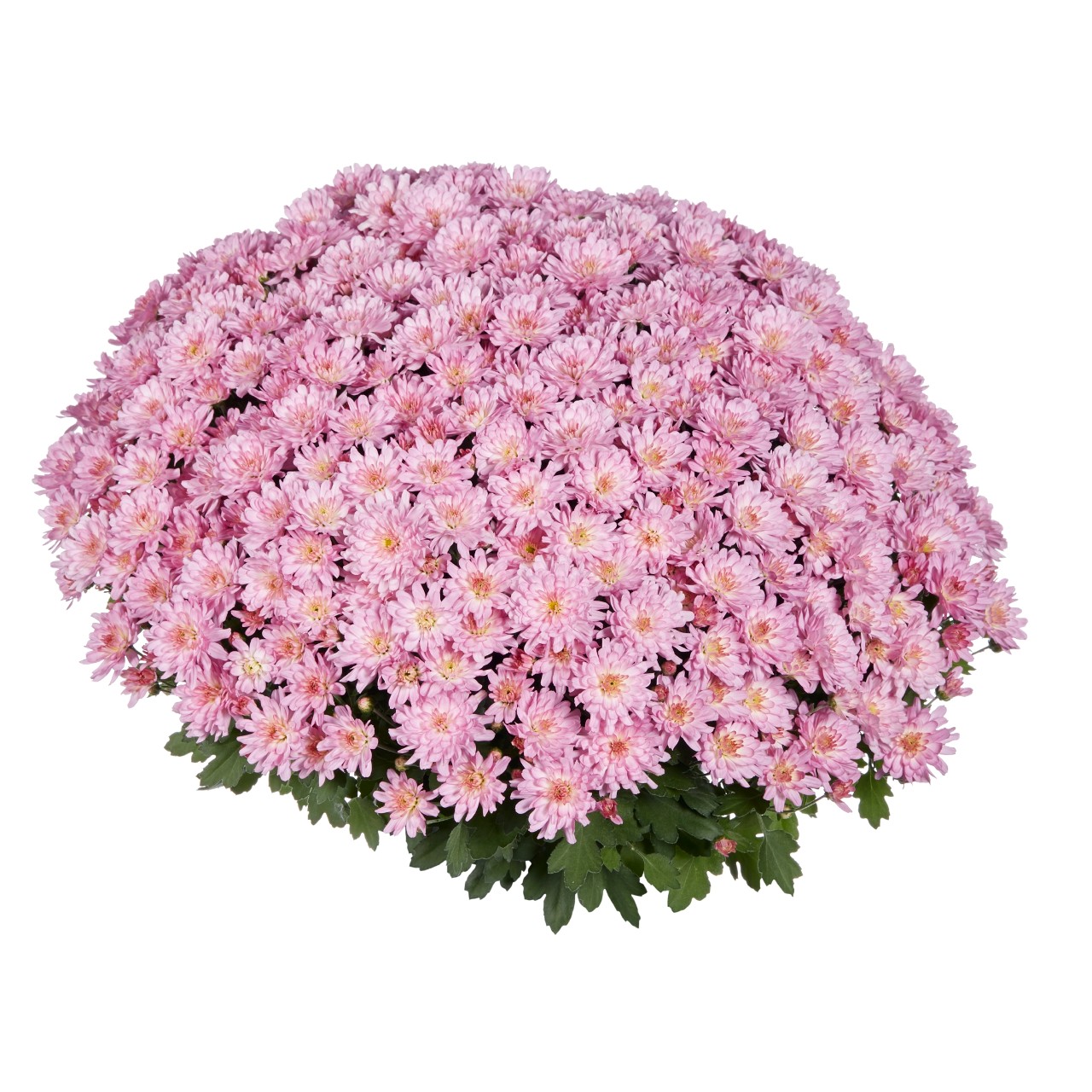 Хризантема Flair Pink