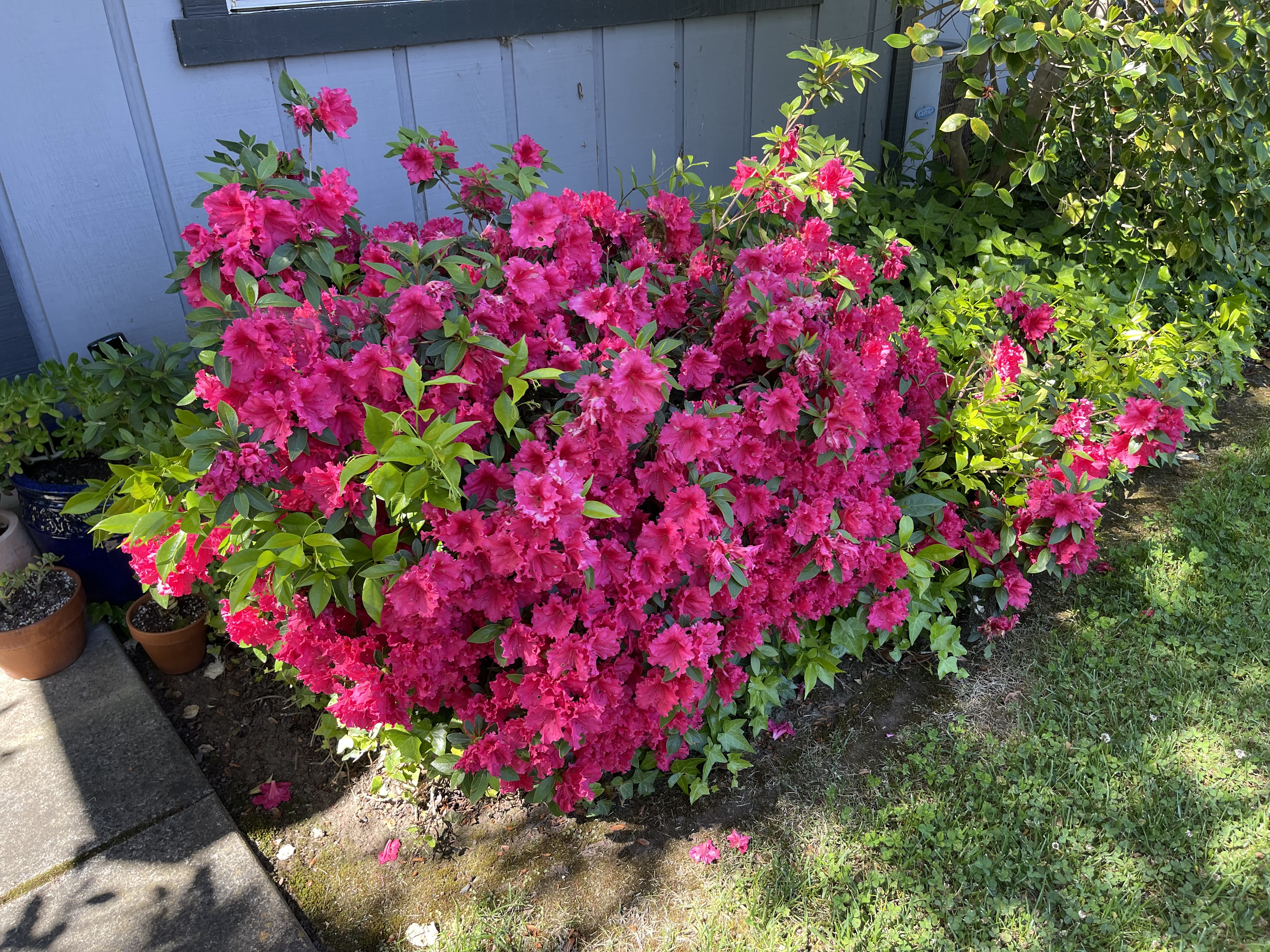 Азалия крупноцветковая (Azalea wielkokwiatowa Satomi)