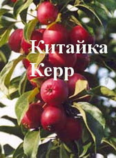 Яблоня Китайка Керр